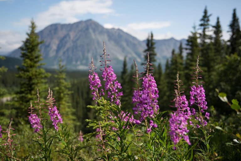 wildflowers