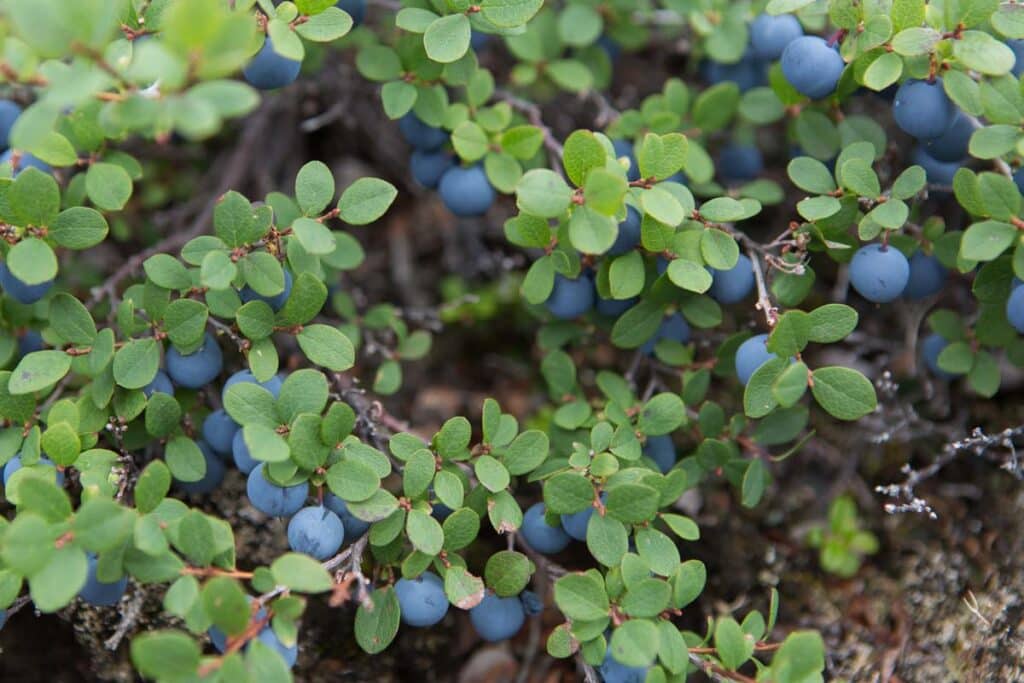 berries on a bush