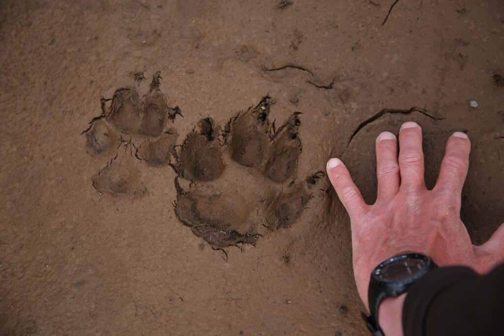 size comparison of a man's hand and an animal track