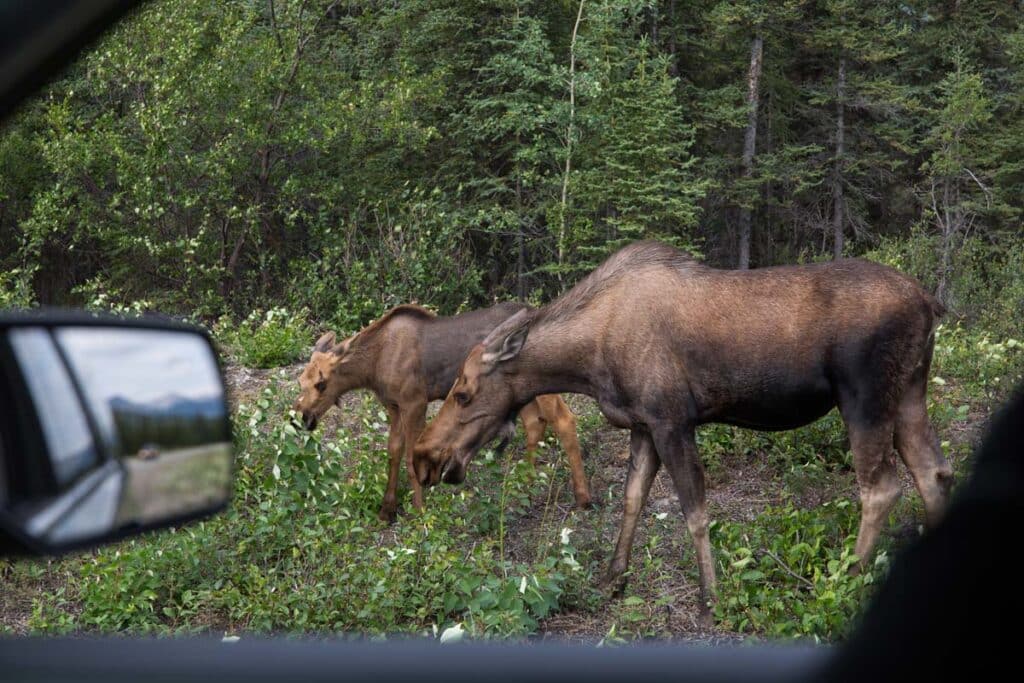 two moose outside of a car window