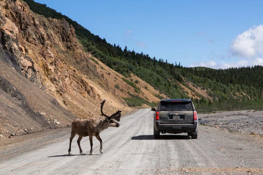 caribou crossing the road
